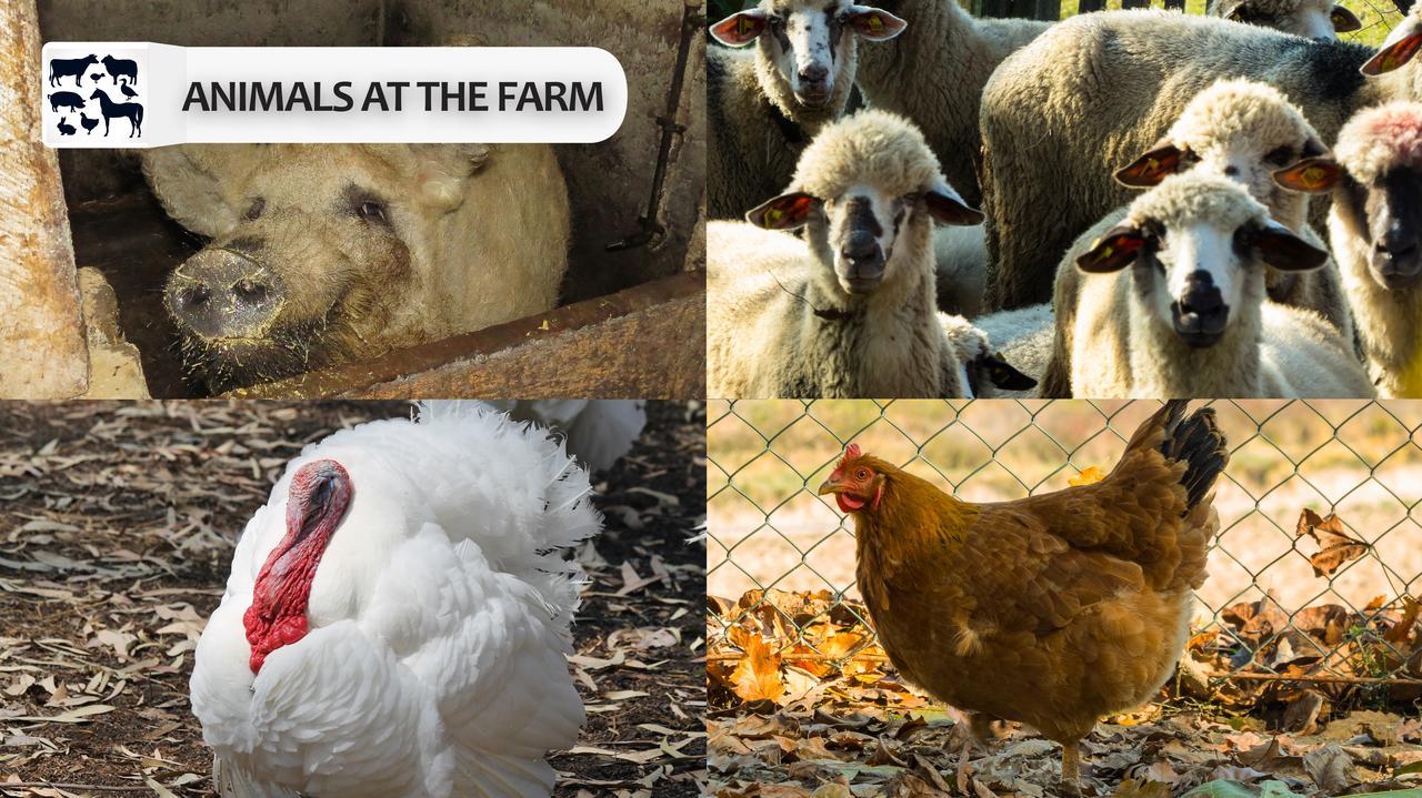 Affittacamere Eco Farm Milanovic Despotovac Esterno foto
