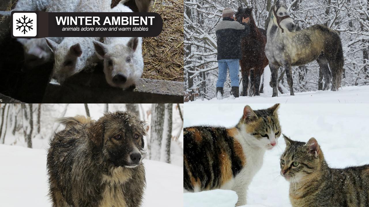 Affittacamere Eco Farm Milanovic Despotovac Esterno foto